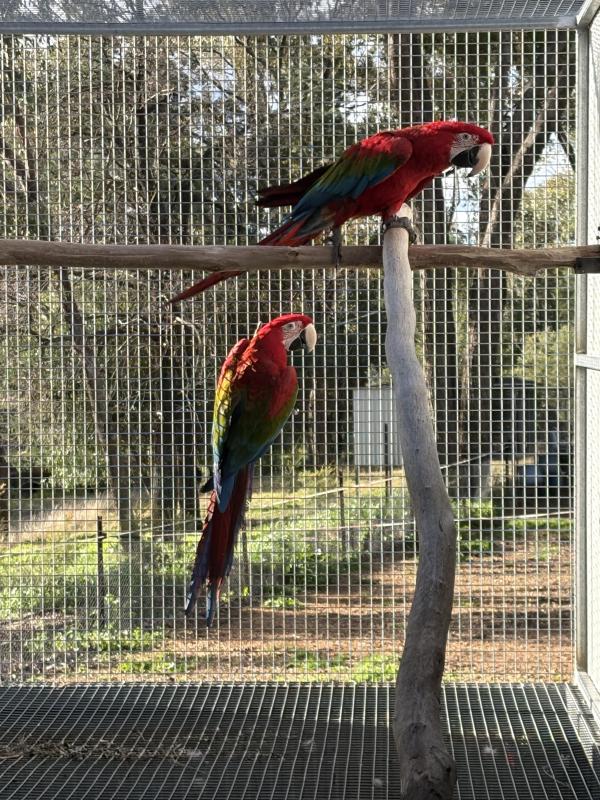 Green wing macaw pr
