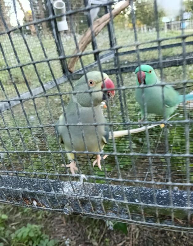 Indian Ringneck pair
