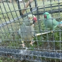 Indian Ringneck pair