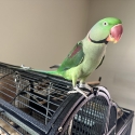 Hand Raised 2 year old Alexandrine