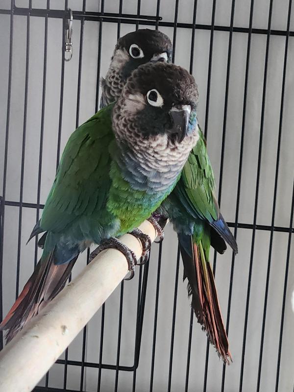 Pearly Conure DNA pair
