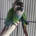 Pearly Conure DNA pair