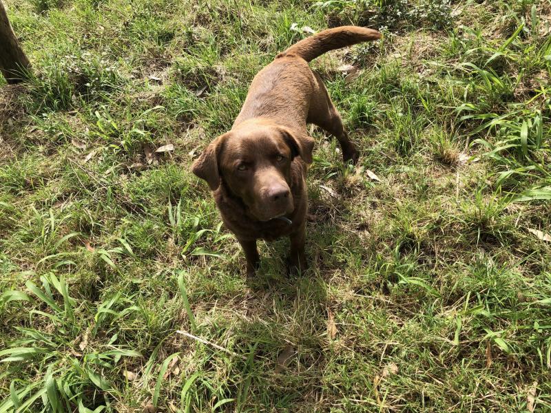 Charlie Brown - Labrador for sale