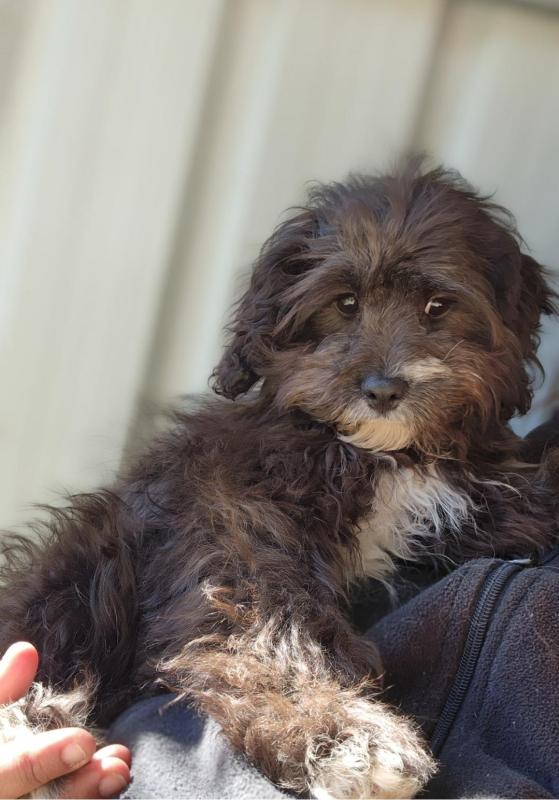Toy Cavoodle Boy