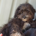 Toy Cavoodle Boy