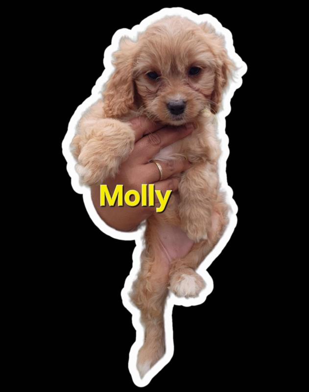 Toy Cavoodle Boy & Girls