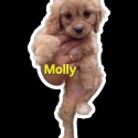 Toy Cavoodle  Boy & Girls