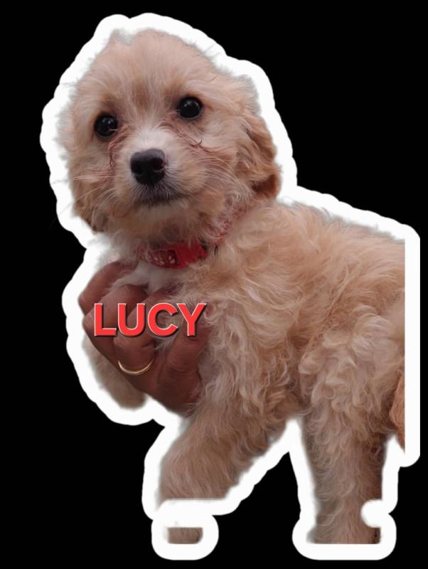 1st Gen Toy Cavoodle price reduced