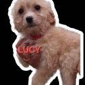 1st Gen Toy Cavoodle price reduced