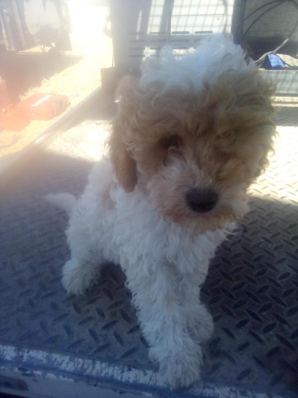 Toy Miniature Cavoodles