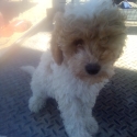 Toy  Miniature Cavoodles