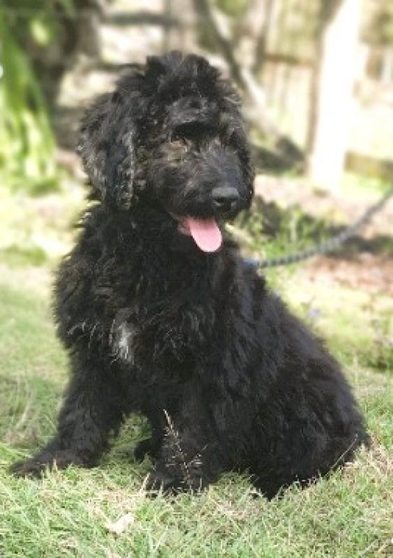 Bordoodle Boy - Medium Size - Ready Now