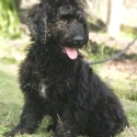 Bordoodle Boy - Medium Size - Ready Now