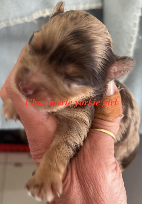 rare choc Merle Yorkshire terrier puppies