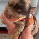 rare choc  Merle Yorkshire terrier puppies