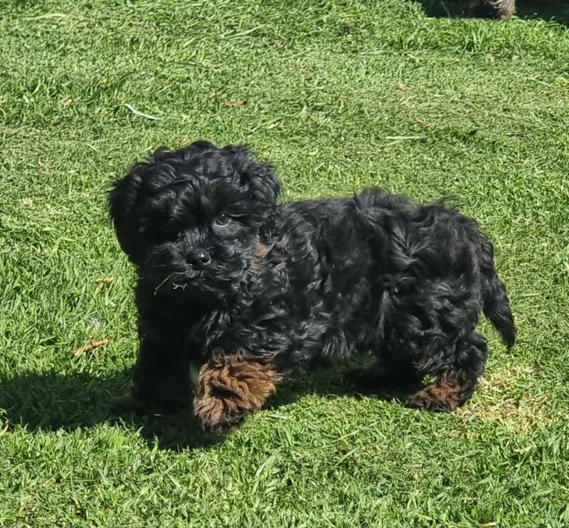 Shih-poo puppy (shihtzu x toy poodle )small Toy breed