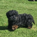 Shih-poo puppy (shihtzu x toy poodle  )small Toy breed