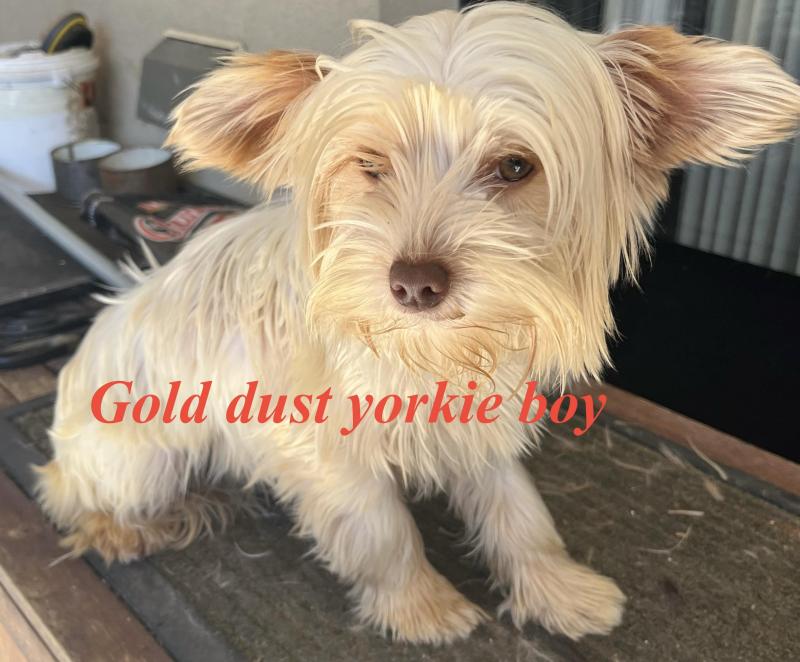 Exotic Yorkshire terrier gold dust boy