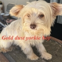 Exotic Yorkshire  terrier gold dust boy