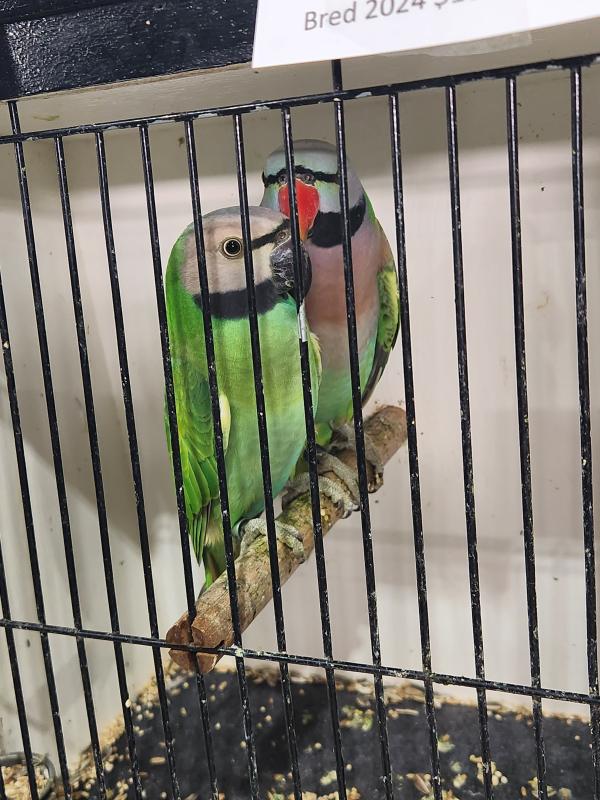 Split Fallow Cock Moustache Parrot