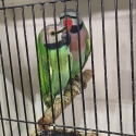 Split Fallow Cock Moustache Parrot