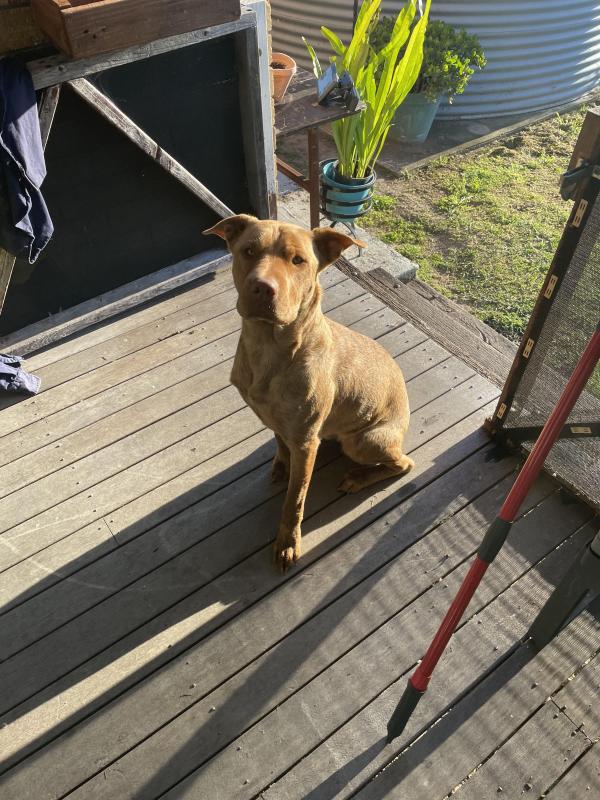 Please help me for rehoming I dont have much time left