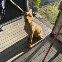 Please help me for rehoming I dont have much time left