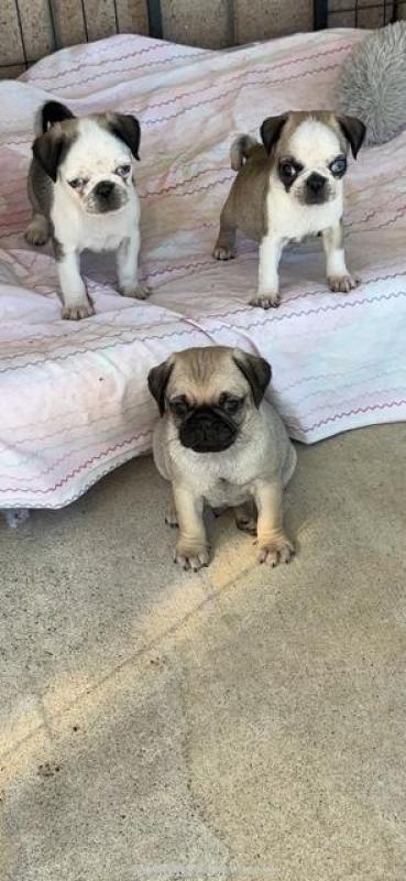 adorable purebred pugs