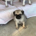 adorable purebred pugs