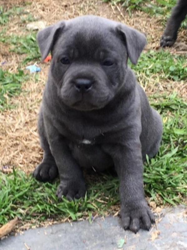 English Staffordshire Terrier Blue