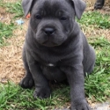 English Staffordshire Terrier Blue