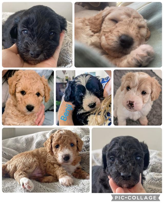 Mini Bordoodle puppies F1b