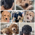 Mini Bordoodle puppies F1b