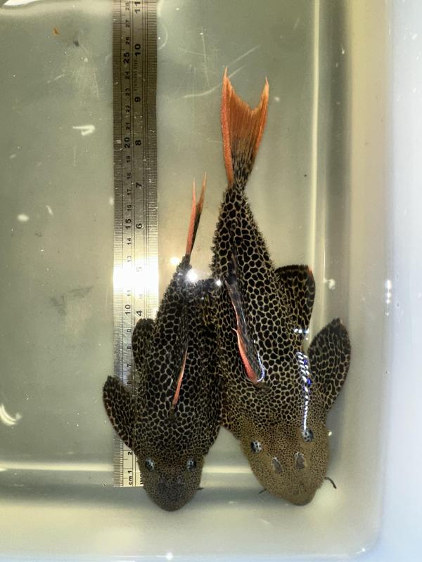 L600 cactus pleco pair.
