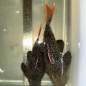 L600 cactus pleco pair.