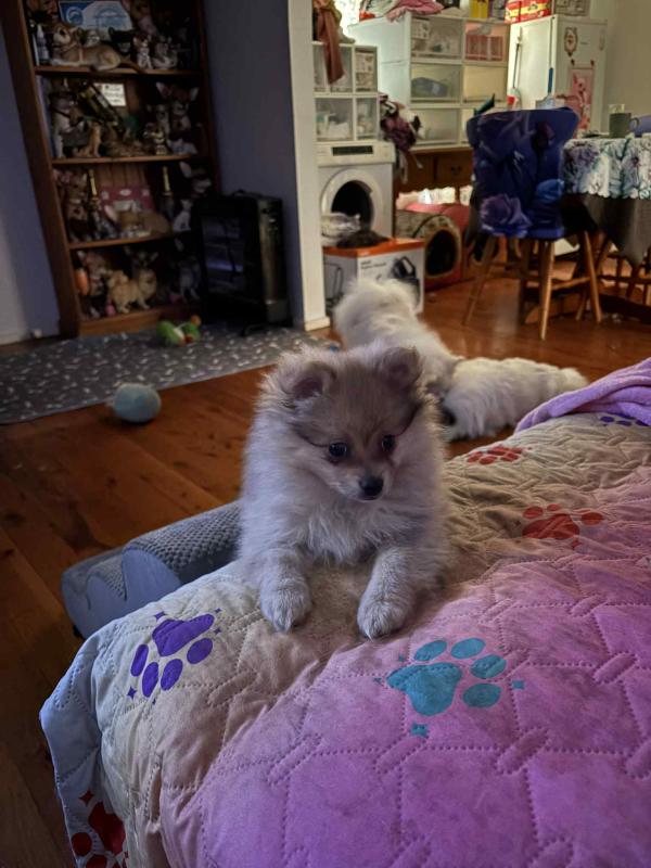 Female Pomeranian X German spitz Puppy