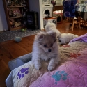 Female Pomeranian X German spitz Puppy