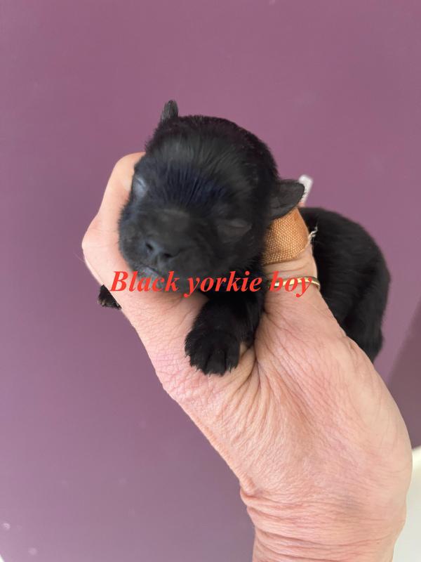Choc Merle Yorkshire terrier puppies