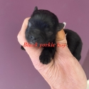 Choc Merle Yorkshire terrier puppies