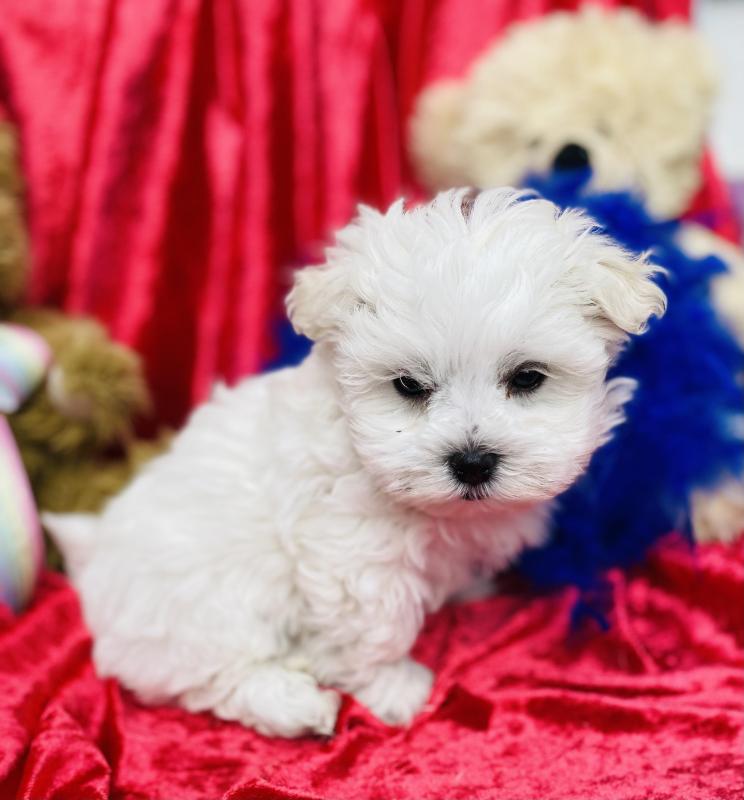 Mini Maltese puppies