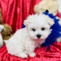 Mini Maltese puppies