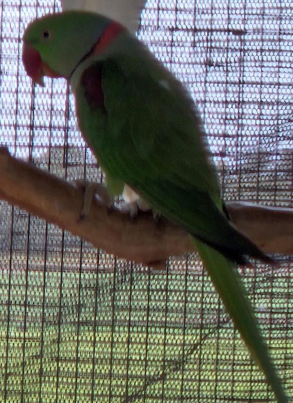 Assorted parrots for sale