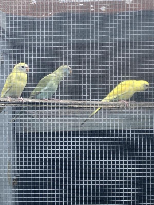 Hooded Parrots
