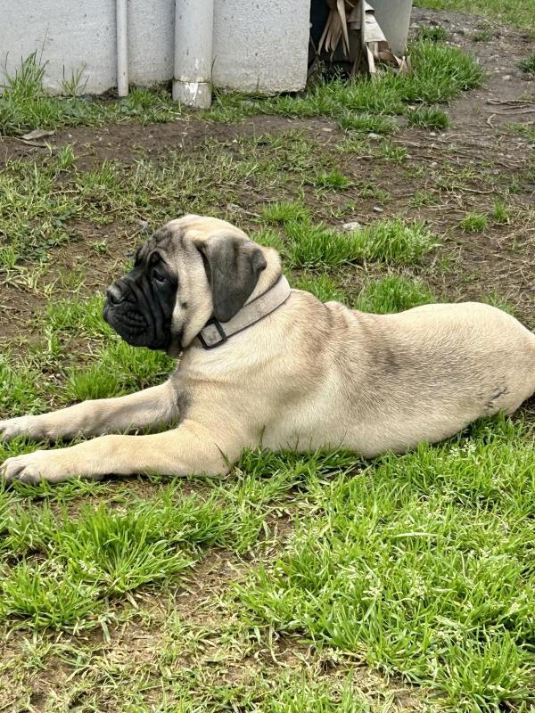 Purebred Bullmastiff puppies