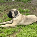 Purebred Bullmastiff puppies