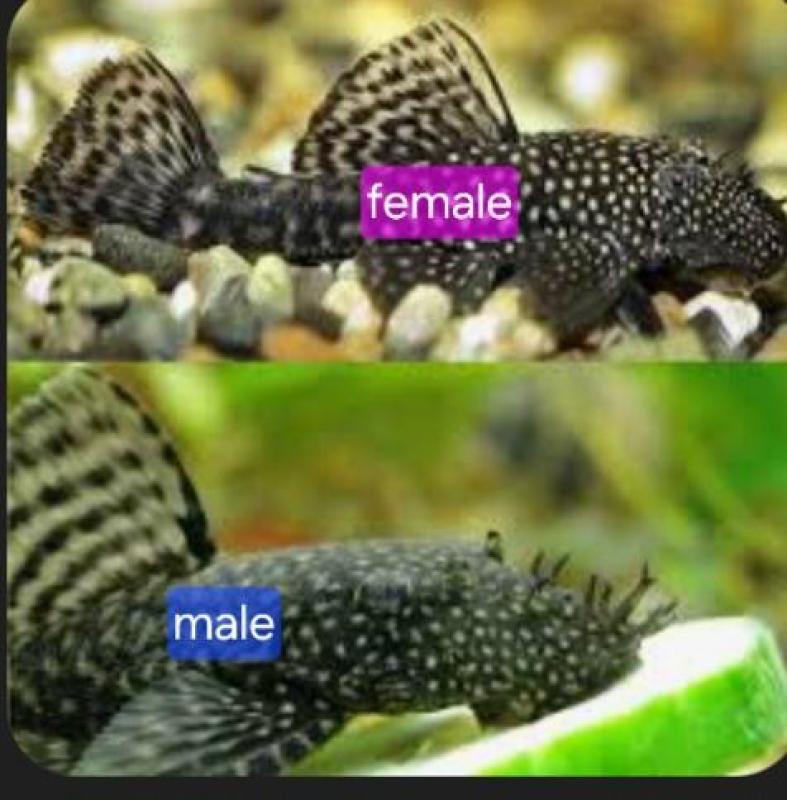 WTB Female mature common bristlenose