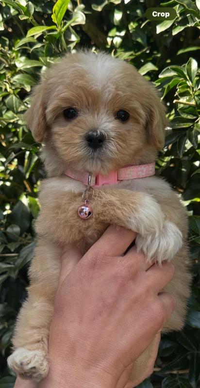 Stunning purebred toy Cavoodle puppies