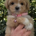 Stunning purebred toy Cavoodle puppies