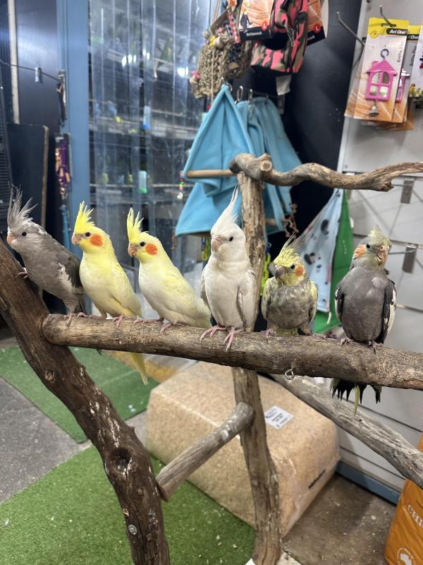 Handraised cockatiels
