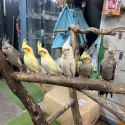 Handraised cockatiels